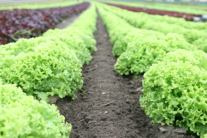 growing plants on soil