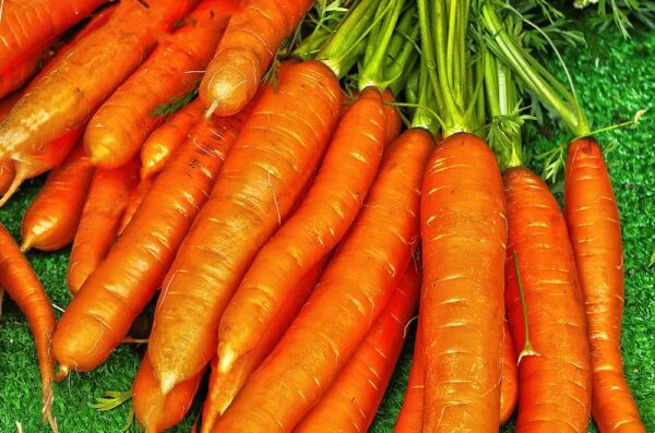 Carrot Nantes Vegetable Seeds