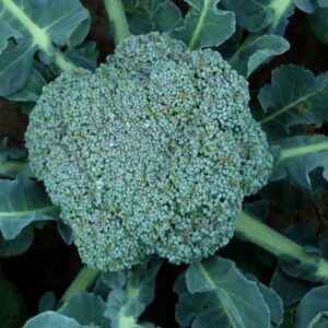 Broccoli Waltham 29 Vegetable Seeds