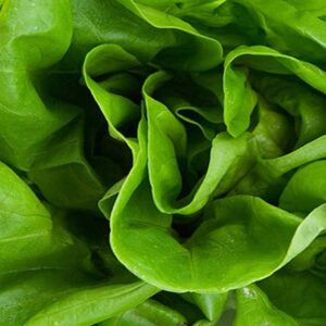 Lettuce Butterhead Buttercrunch Vegetable Seeds