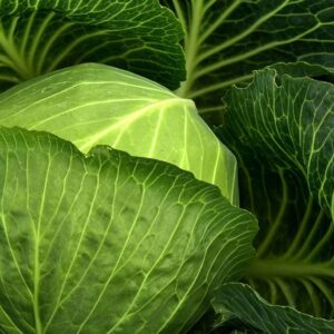 Cabbage Golden Acre Vegetable Seeds