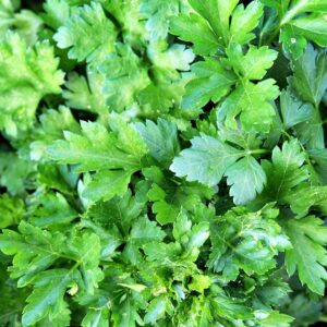 Parsley Italian Giant Flat Leaf Seeds