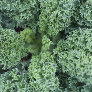 Vates Blue Curled Kale Vegetable Seeds