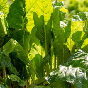 Silverbeet Fordhook Vegetable Seeds