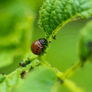 Pest & Disease Control