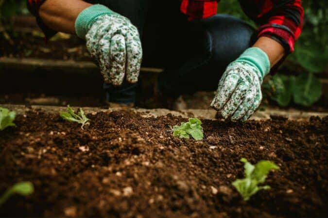 A person wearing gardening gloves holding the soil