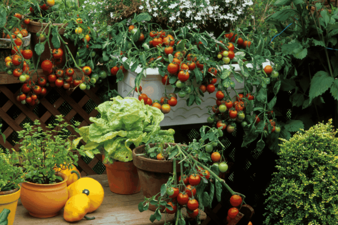 potted tomato vines with green leaves and ripening fruit on a rustic garden shelf