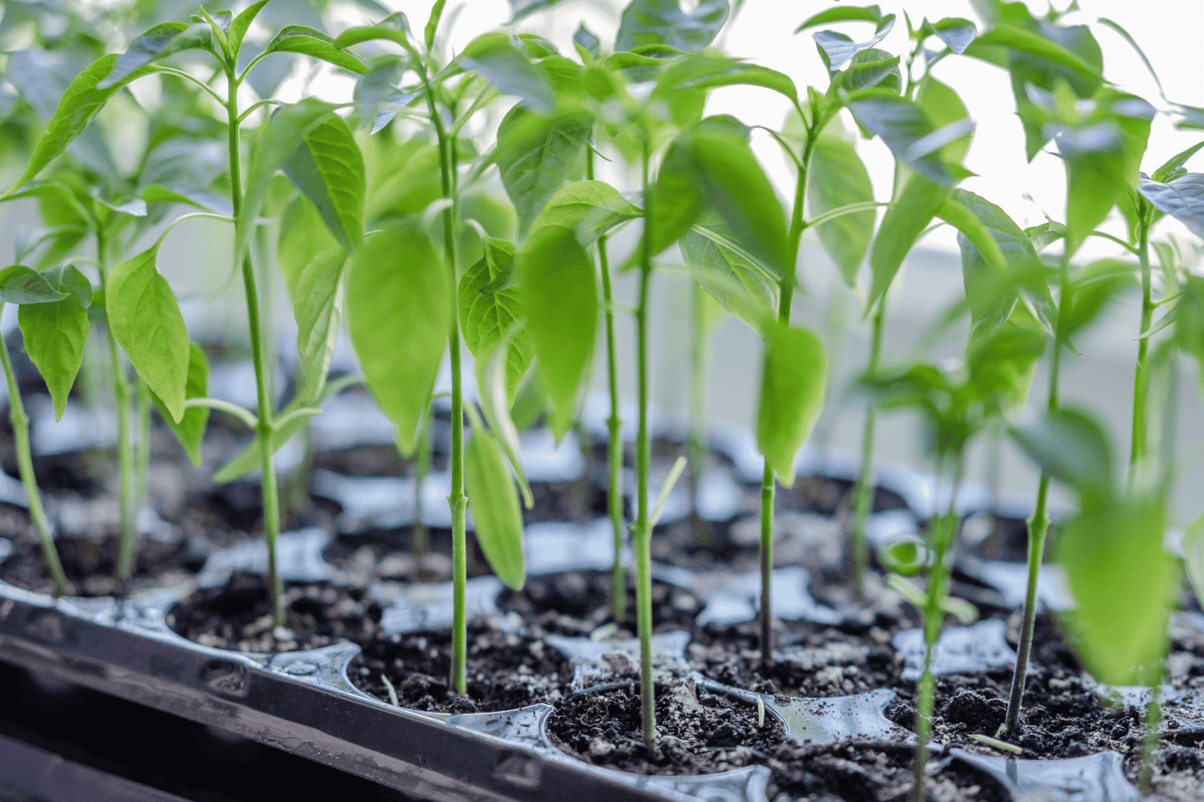 Close-up of young plants growing in shallow trays by a window, soft daylight and a home propagation scene.