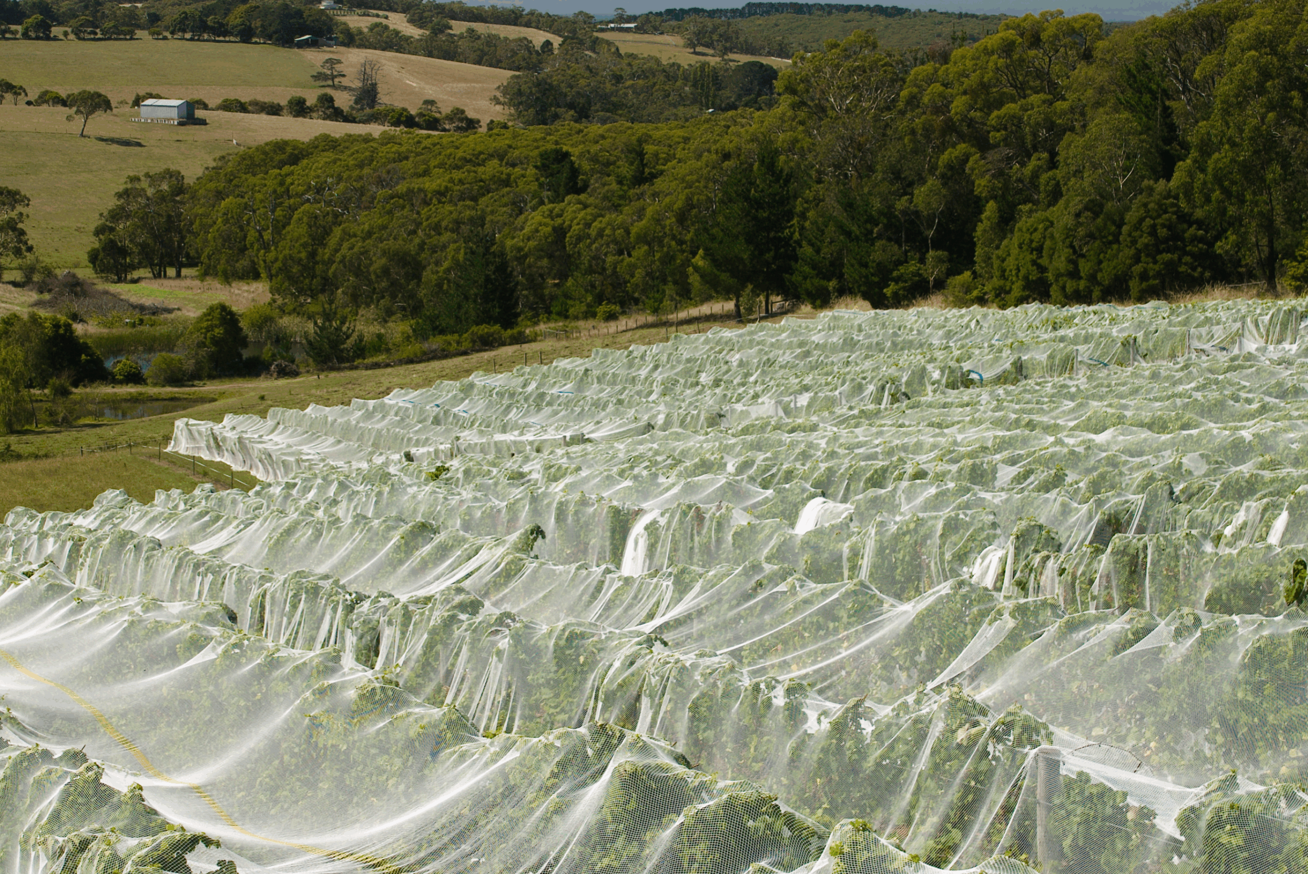 An image of Bird netting in a Farm