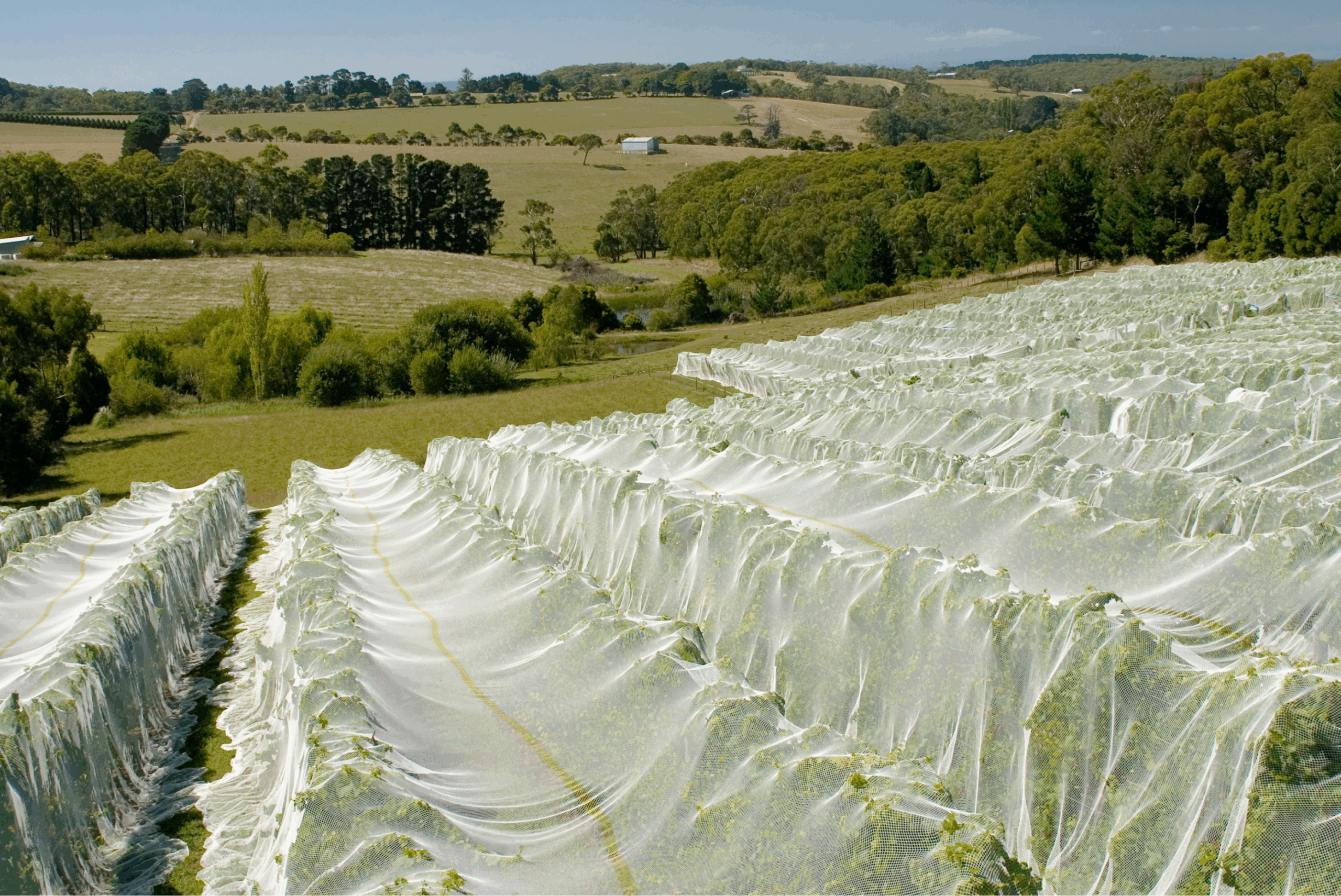A wide farm view showing plants protected under soft mesh netting used to stop birds