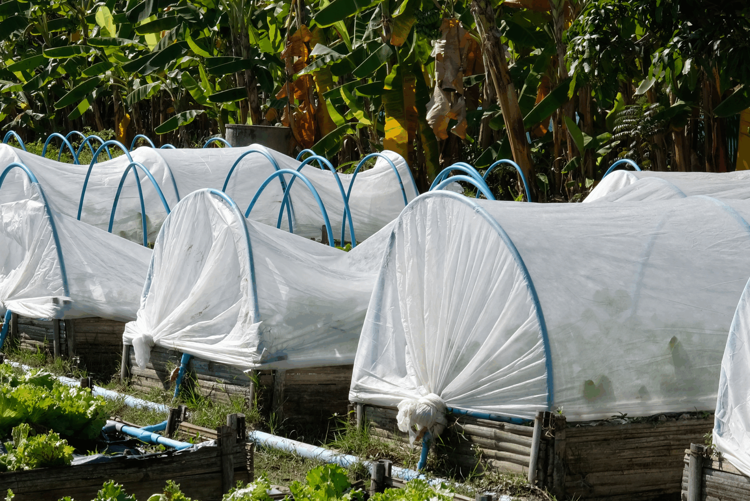 An image of a garden covered with white net