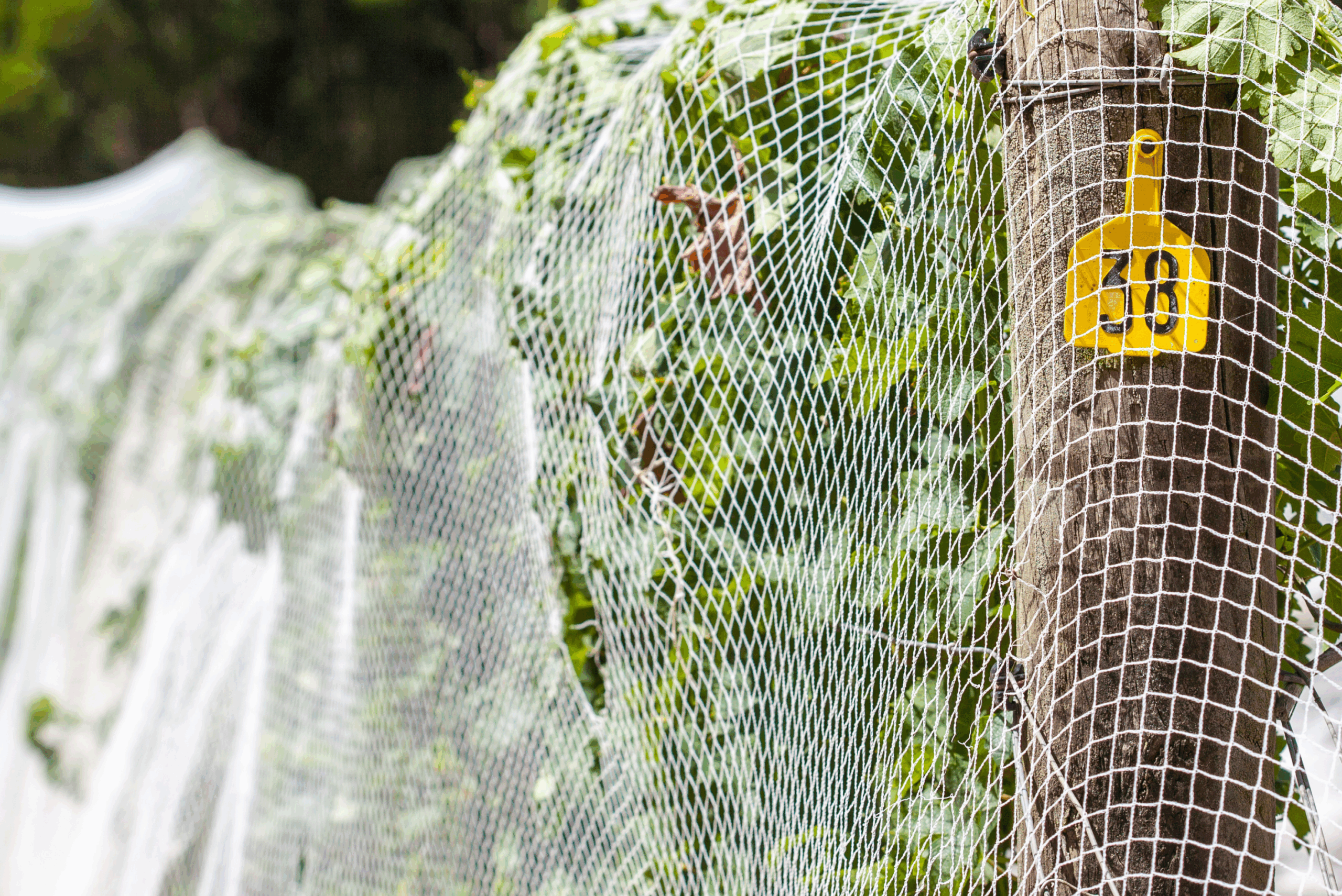 Image of white net covering the plants